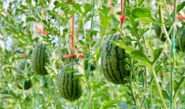 免费吃瓜去哪里,揭秘各大热门平台瓜分福利攻略